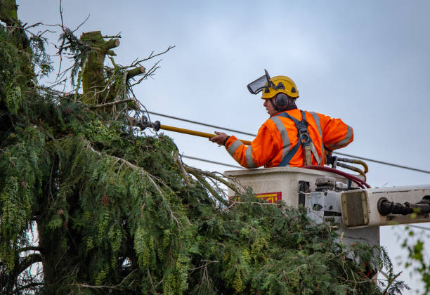 Best Palm Tree Trimming  in Kohler, WI